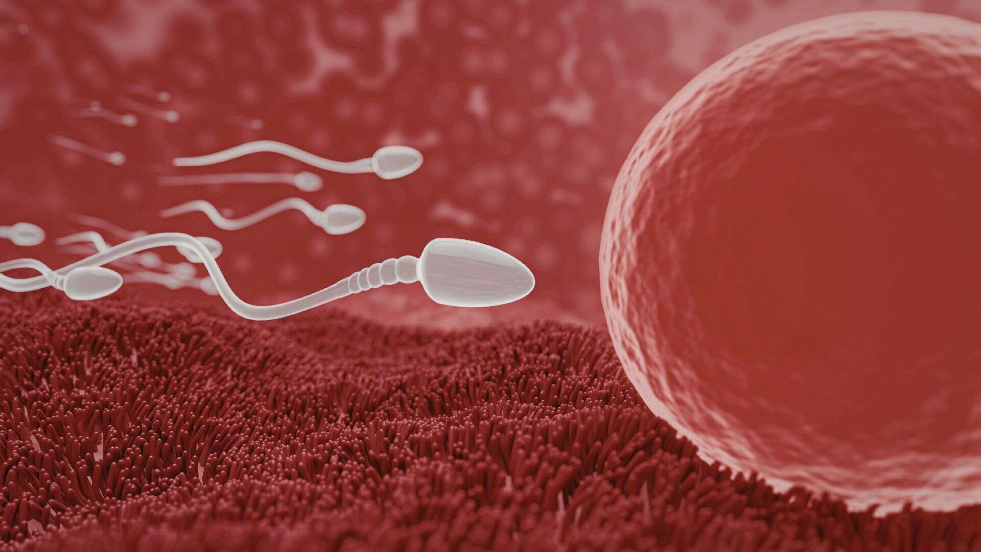 Artificial insemination Brisbane